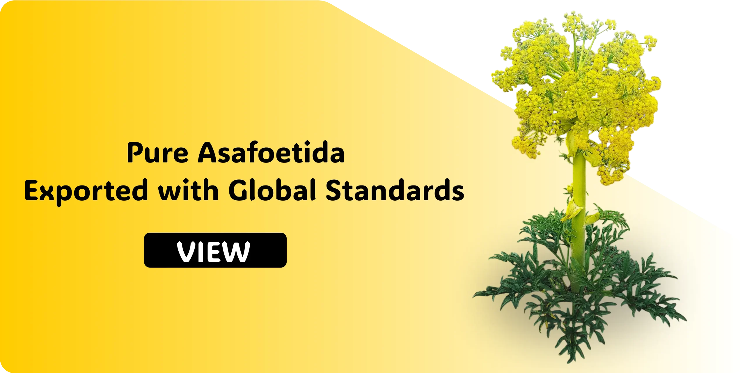 ASAFOETIDA